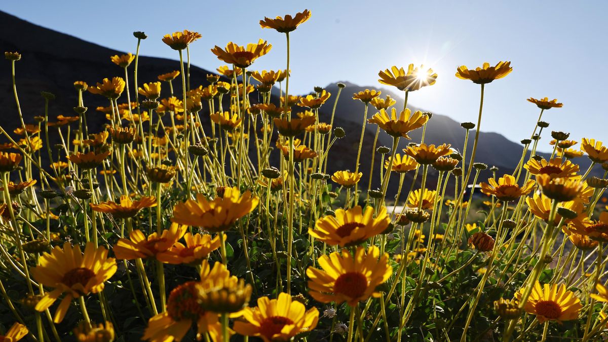 Tak vypadá důsledek rekordních srážek: Údolí smrti pokryly miliony květů